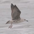 /album/photogallery/lesser-black-backed-gull-immature-jpg/
